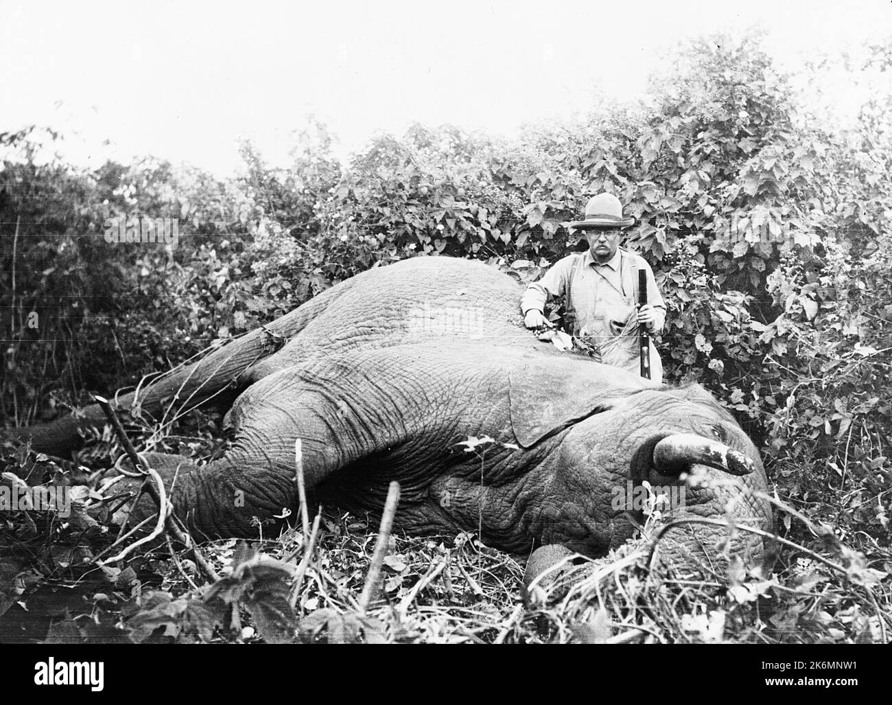 Präsident Theodore Roosevelt mit einem toten Elefanten, den er 1909 während einer Safari-Reise nach Afrika auf die Jagd nach großen Wildbresten schoss Stockfoto