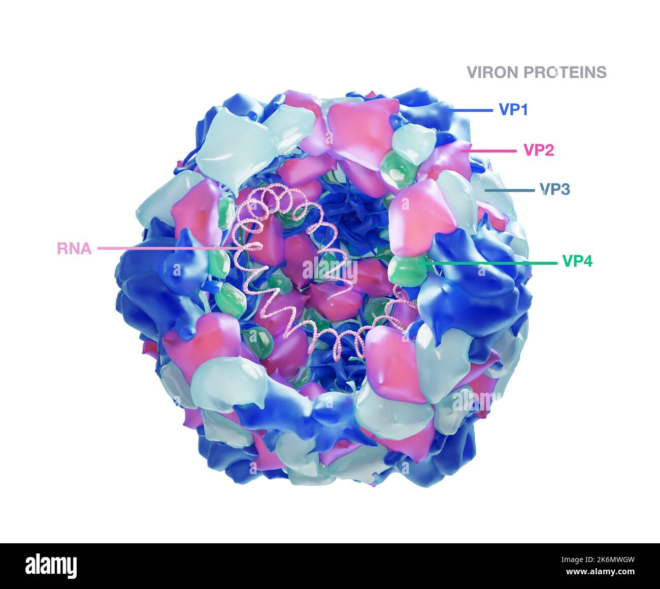 Poliovirus-Struktur, Illustration Stockfoto