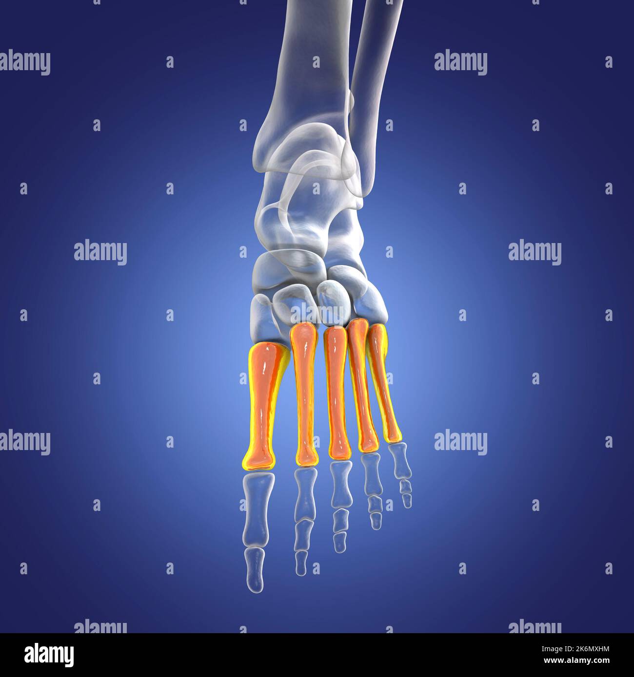 Mittelfußknochen, Illustration Stockfoto