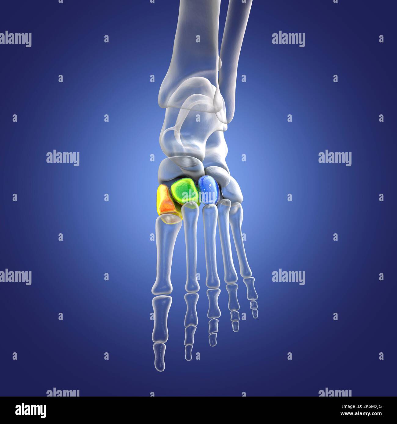 Keilförmige Knochen des Fußes, Illustration Stockfoto