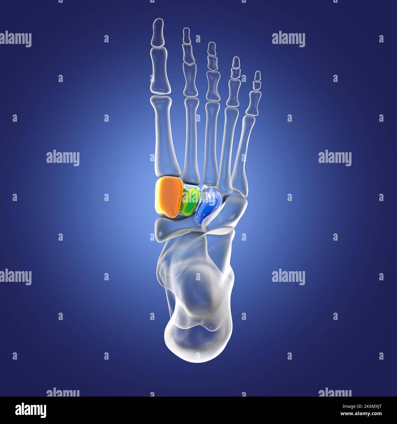 Keilförmige Knochen des Fußes, Illustration Stockfoto