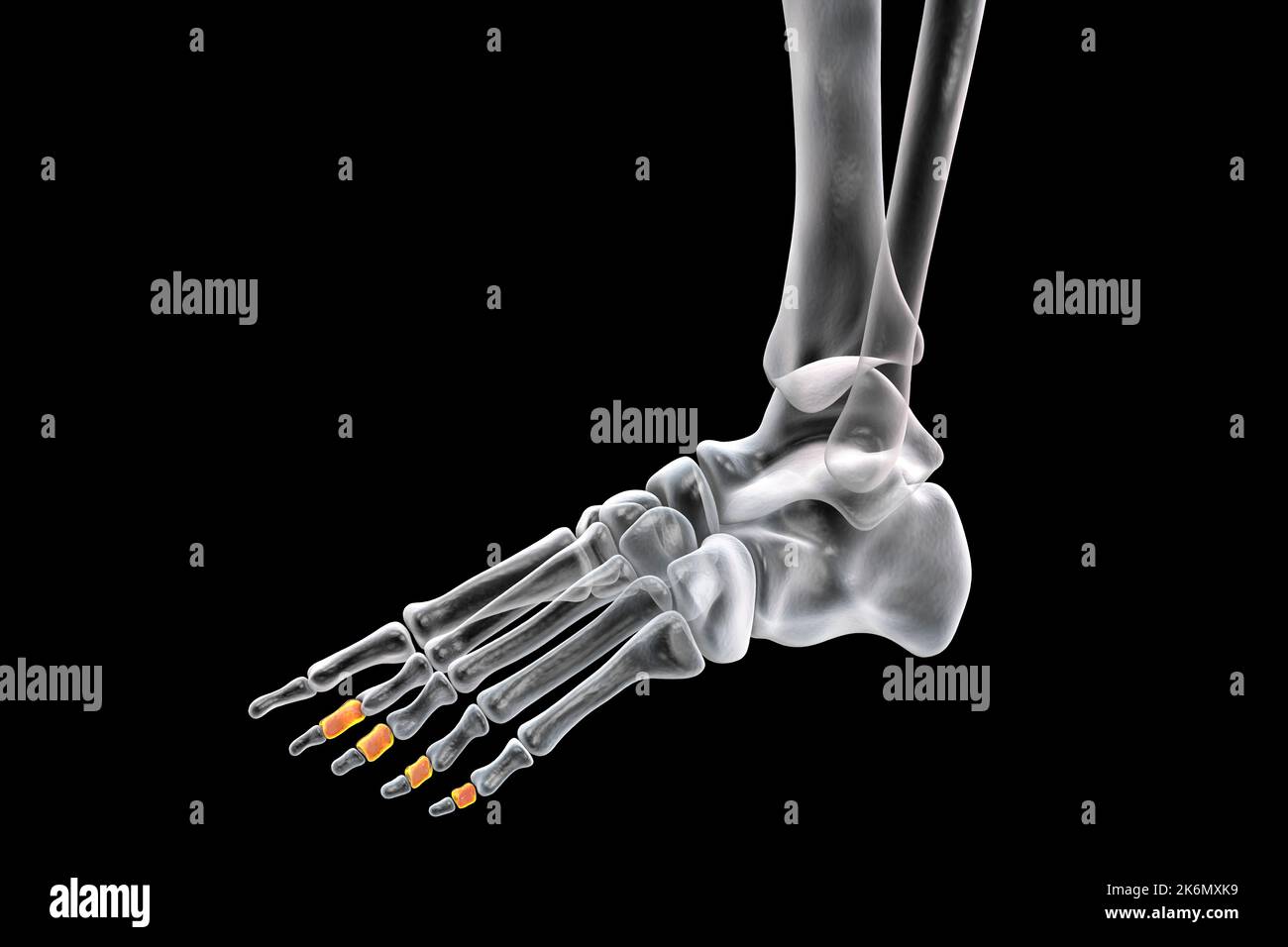 Mittelknöchelknochen des Fußes, Abbildung Stockfoto