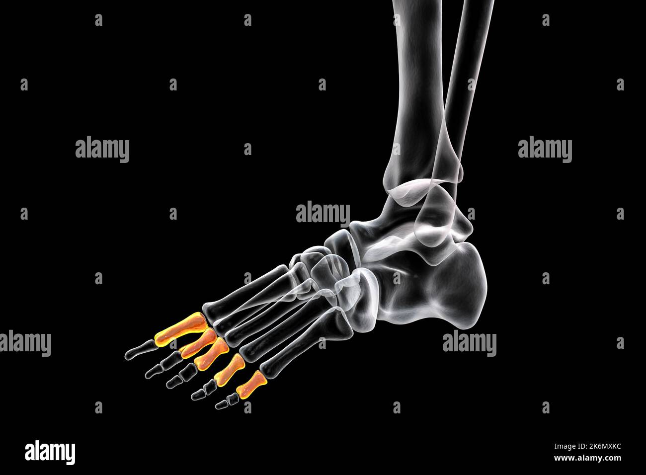 Proximale Knochen des Fußes, Illustration Stockfoto
