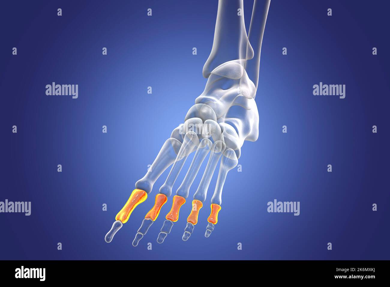 Proximale Knochen des Fußes, Illustration Stockfoto