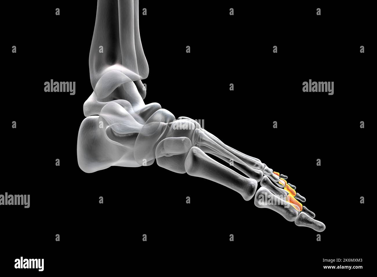 Mittelknöchelknochen des Fußes, Abbildung Stockfoto