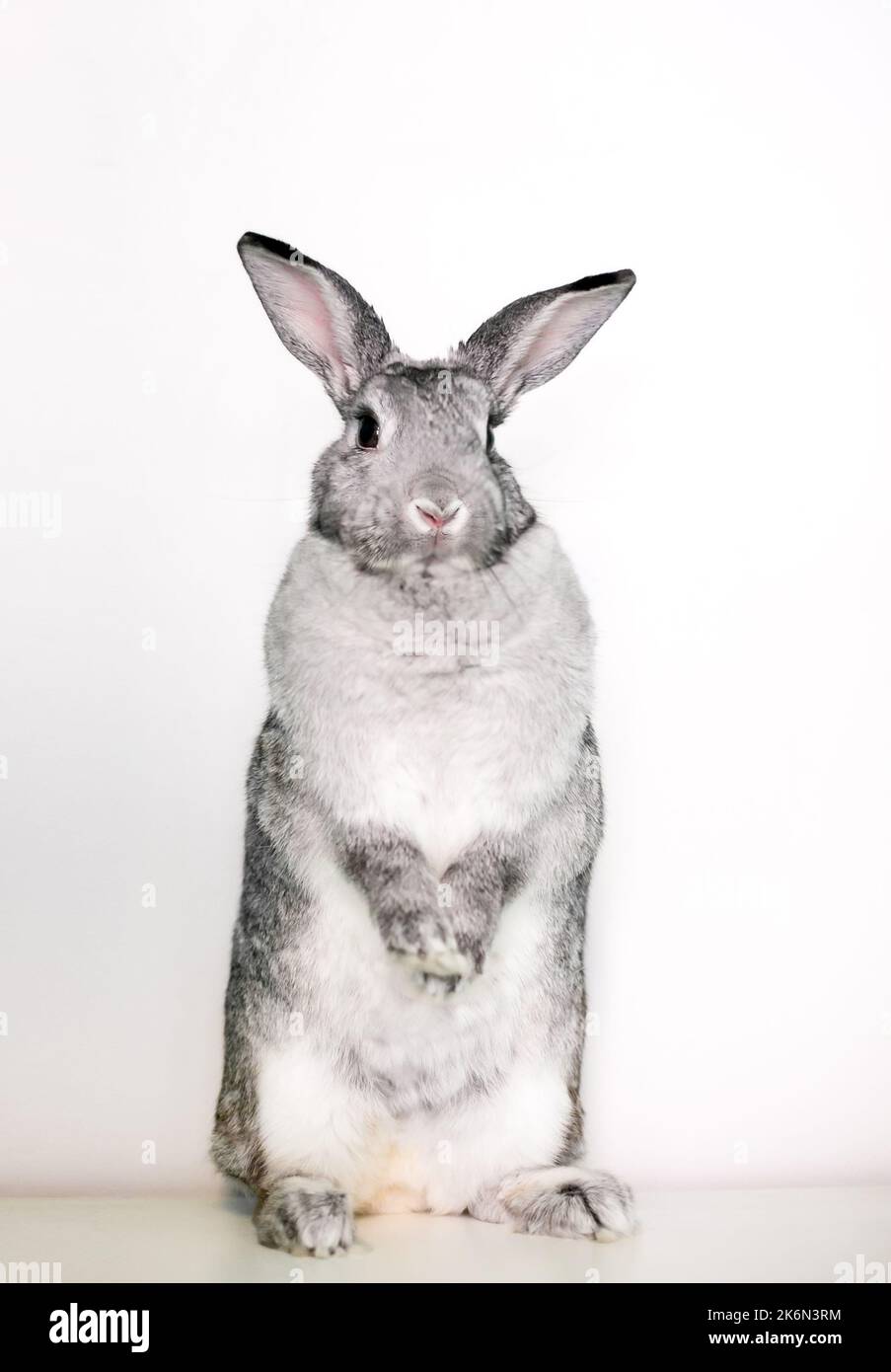 Ein riesiger Chinchilla-Hase, der aufrecht auf seinen Hinterbeinen steht Stockfoto