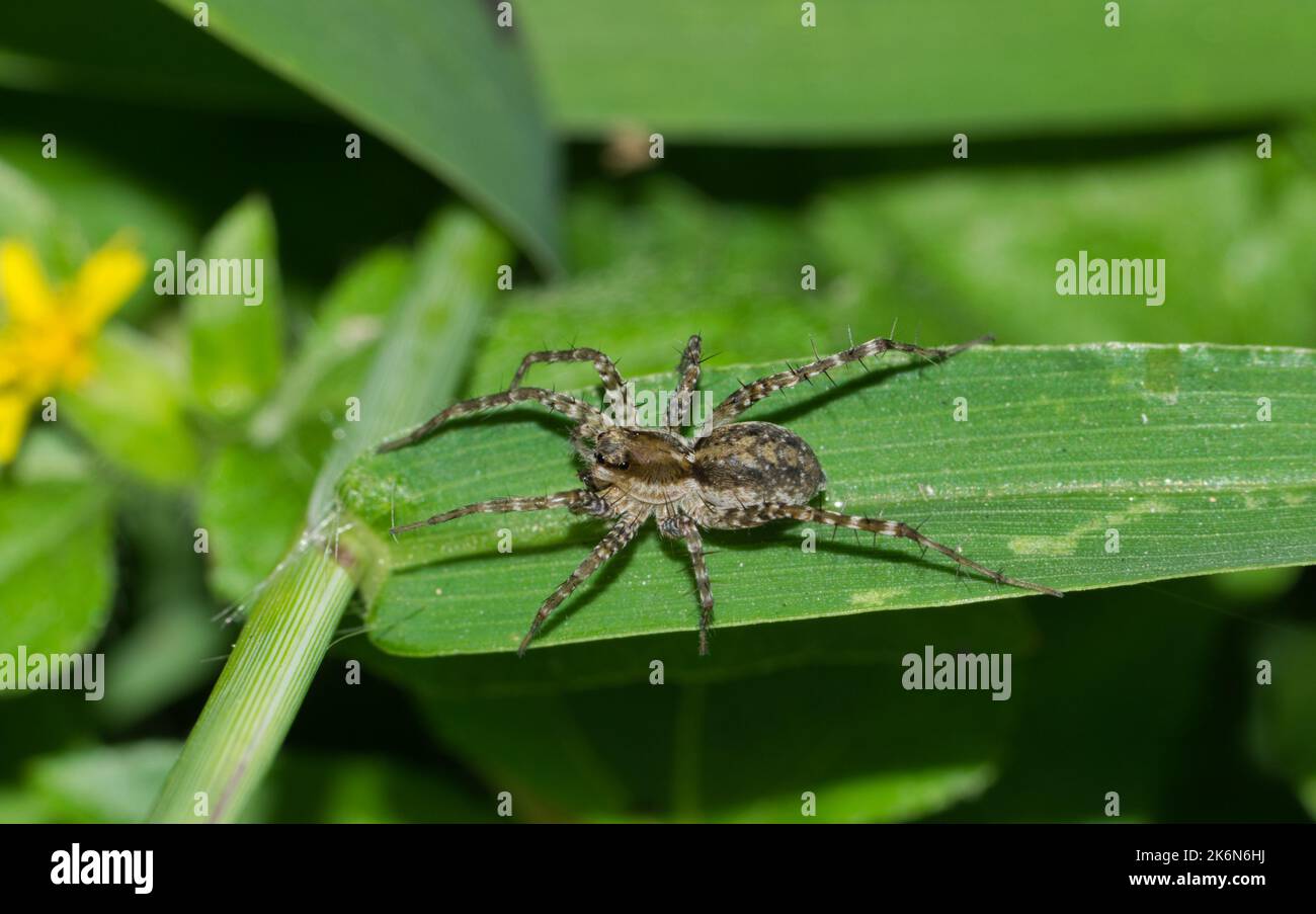 Die dünnbeinige Wolfsspinne (Pardosa) jagt nachts in einem grünen Grasfeld nach Beute. Weit verbreitete Arten in den USA, Kanada und Mexiko. Stockfoto