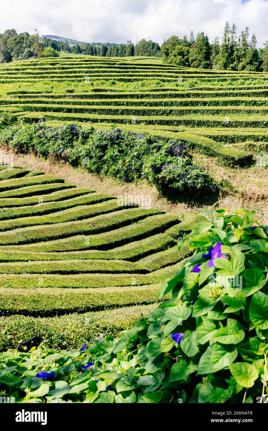Üppige grüne Teefelder auf der Insel San Miguel, Azoren Stockfoto