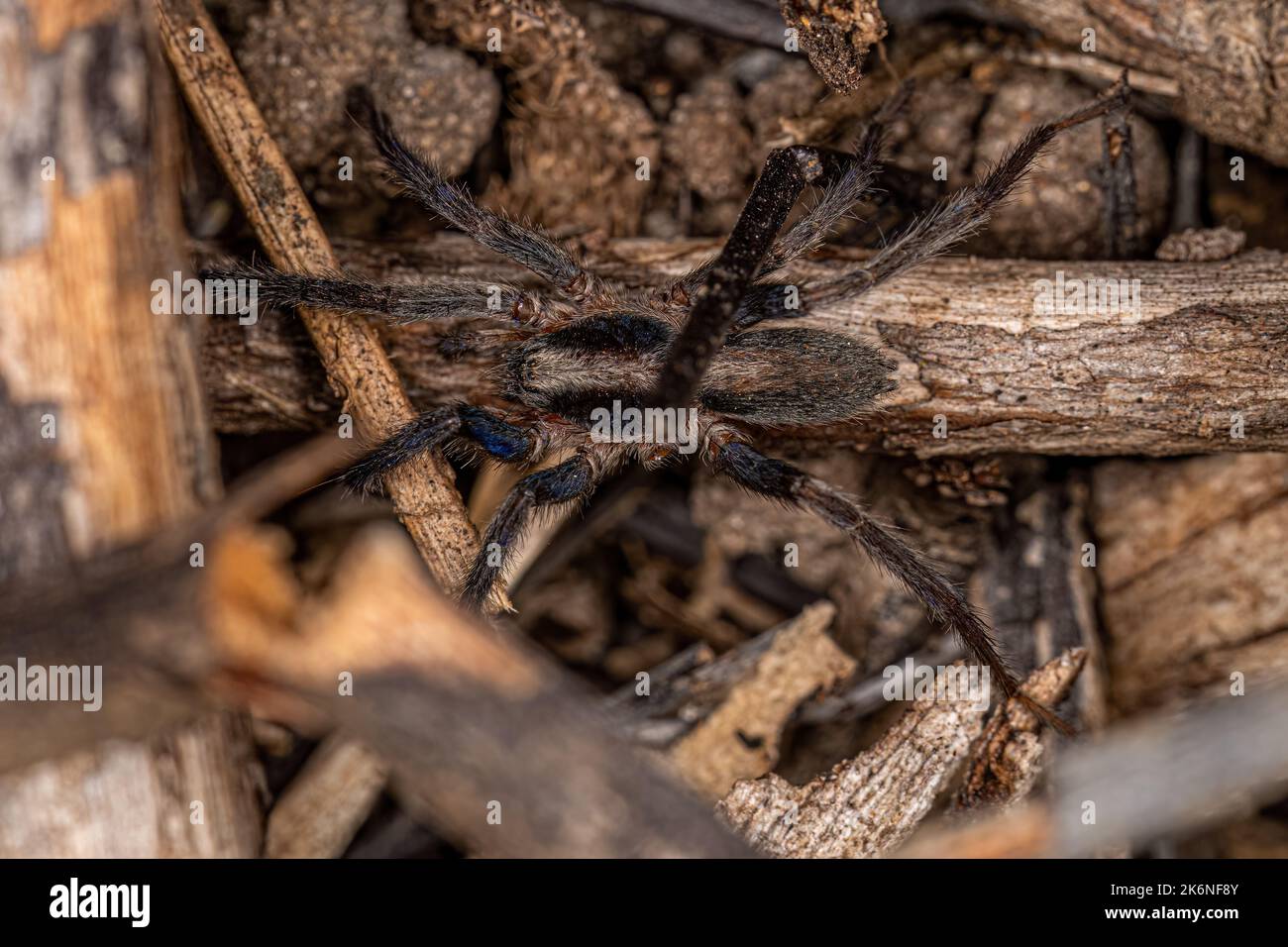 Kleine Spinne der Art Tominius insularis Stockfoto