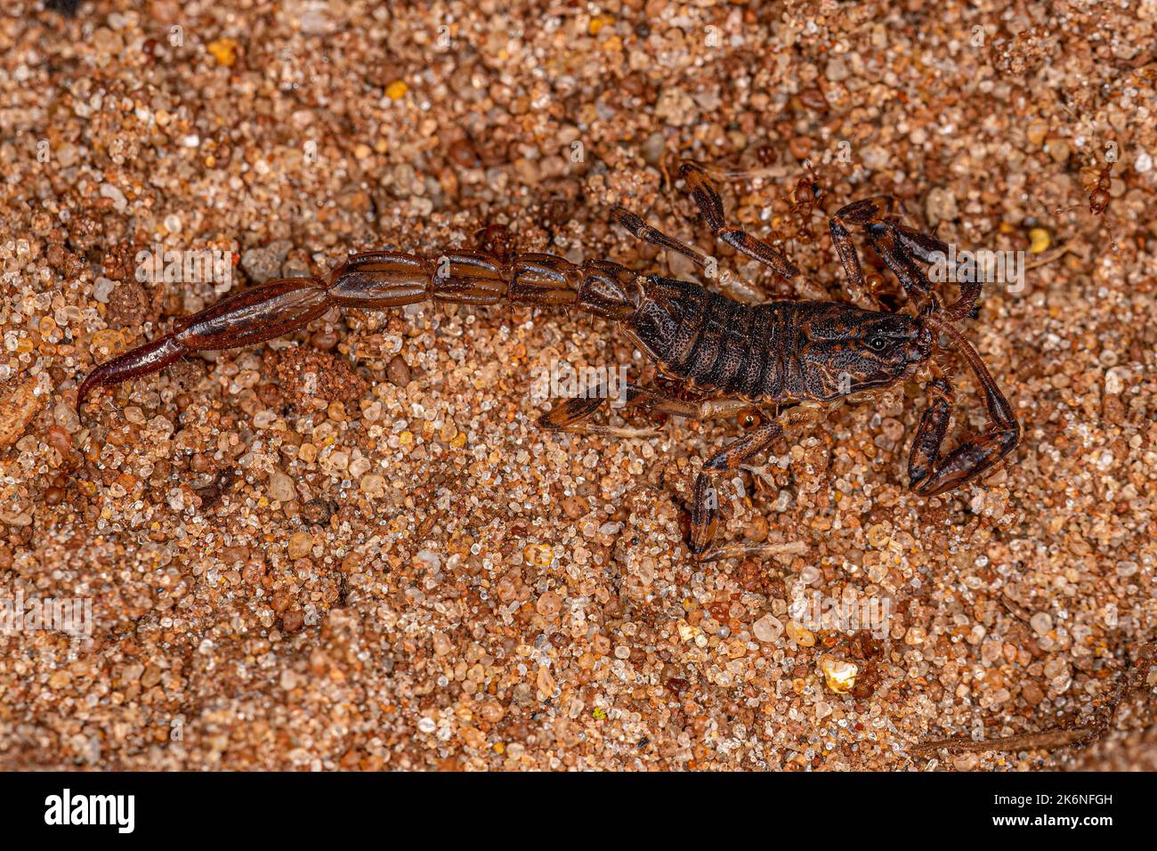 Erwachsener toter männlicher Pfeilbrustskorpion der Gattung Ananteris Stockfoto