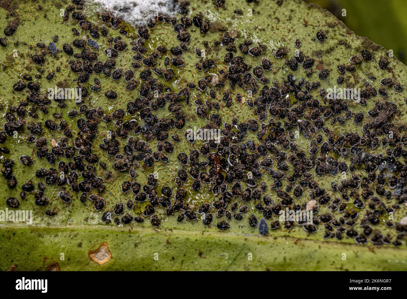Aleyrodinae Fotos und Bildmaterial in hoher Auflösung Alamy