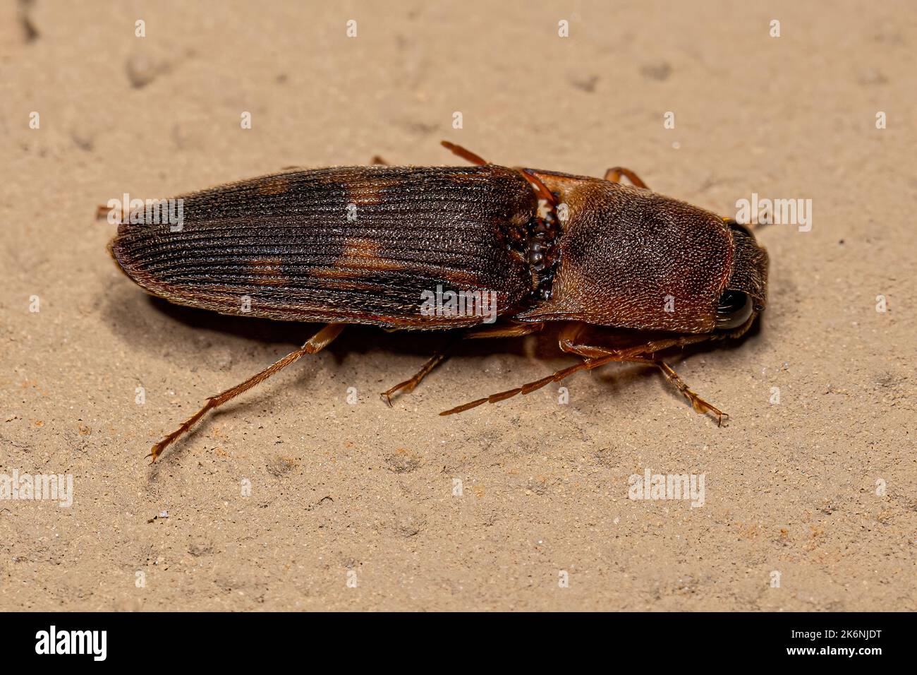 Adult Click Käfer der Familie Elateridae Stockfoto