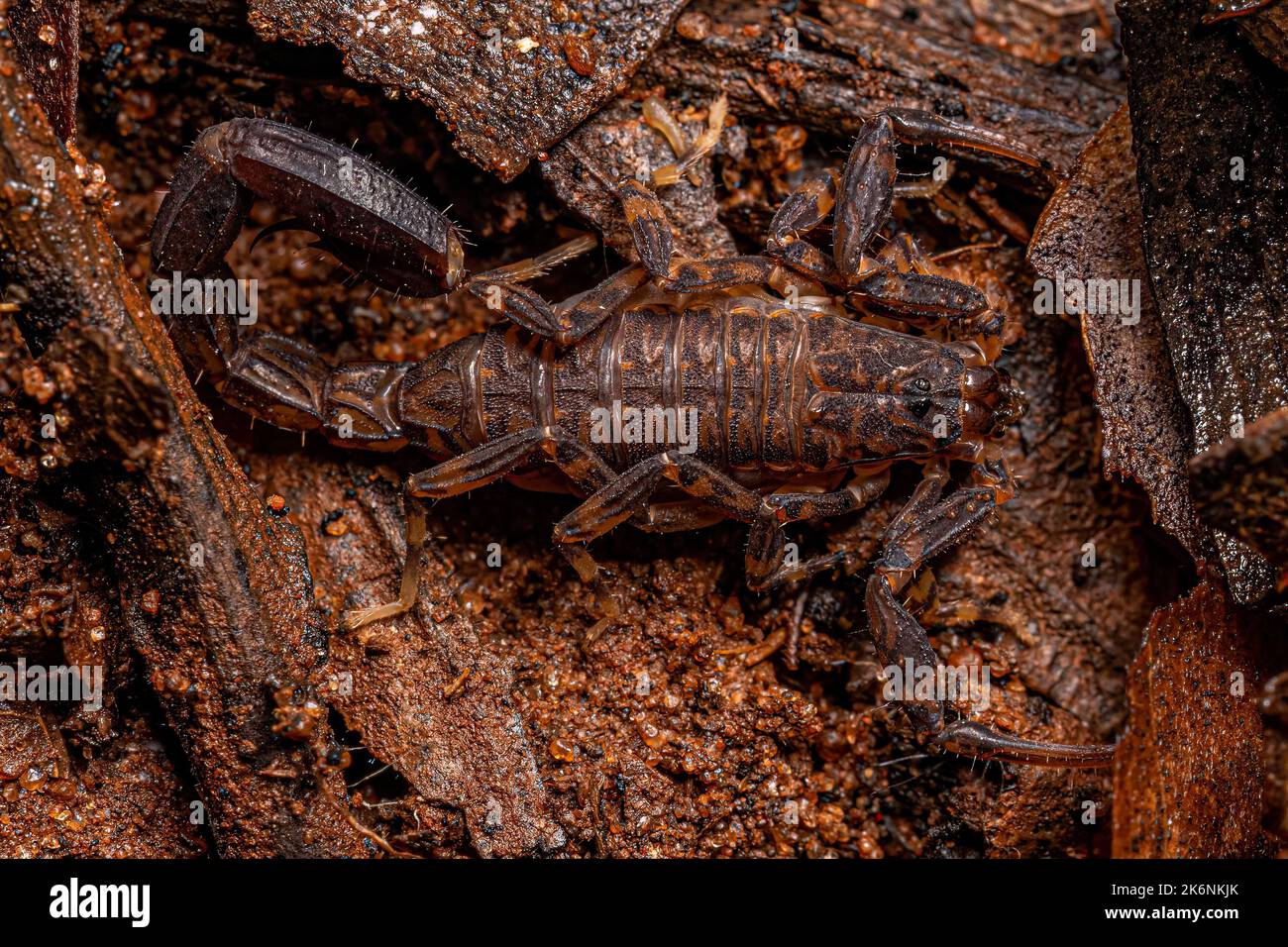 Erwachsener Pfeilbrustskorpion der Gattung Ananteris Stockfoto