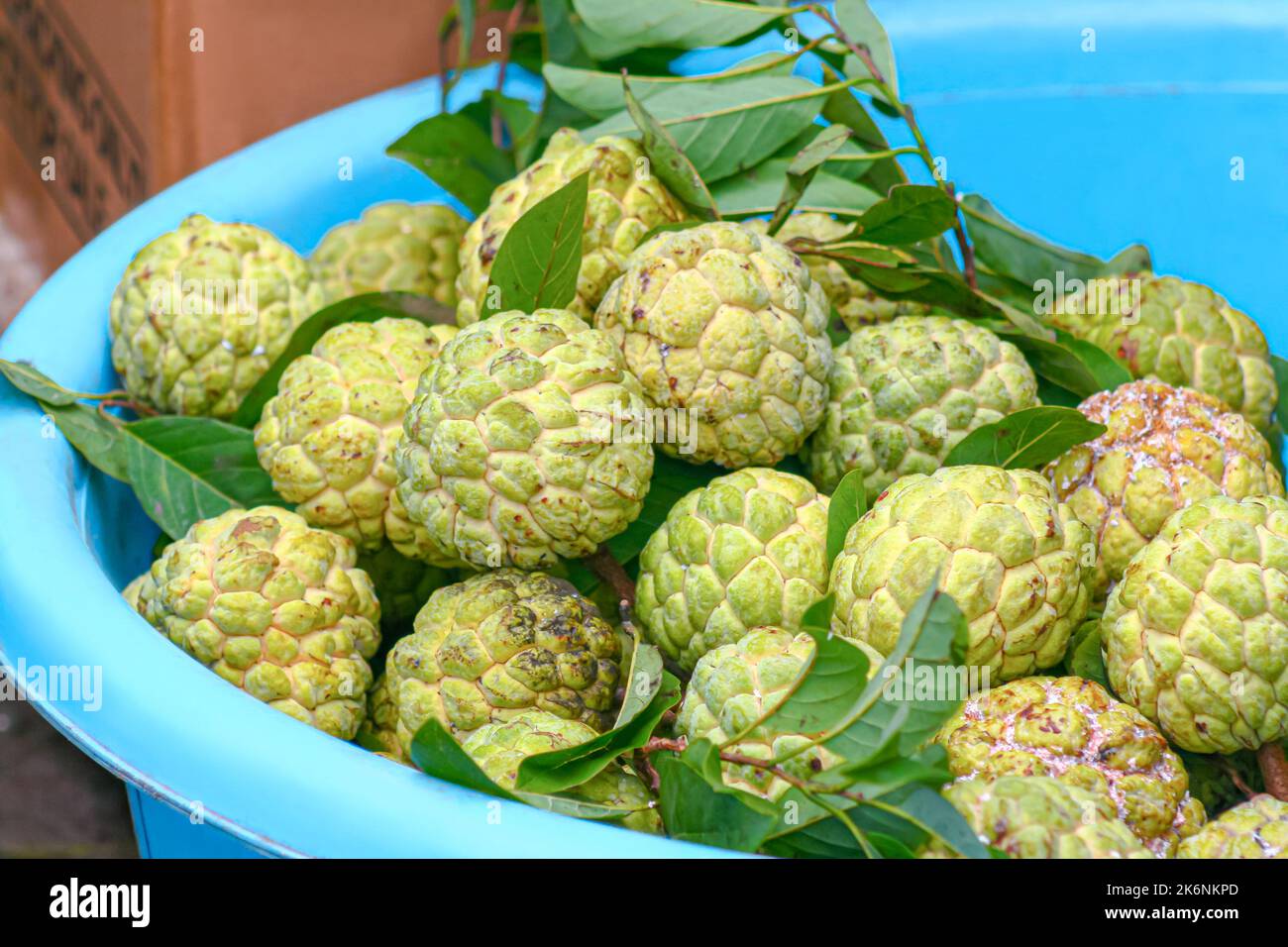 Gruppe von grünen Custard Apfel auch bekannt als Zucker-Apfel in Schüssel Stockfoto