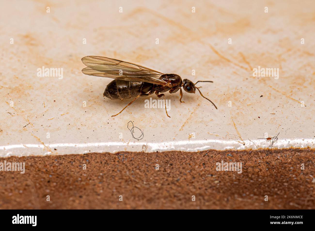Erwachsene weibliche kleine Erwachsene Rover Königin Ameise der Gattung Brachymyrmex Stockfoto