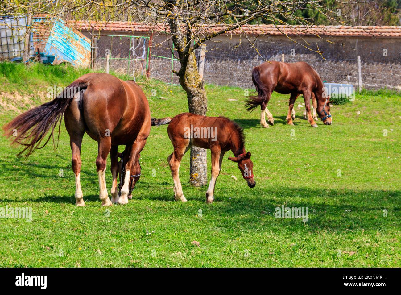 Kastanienpferde grasen auf einer grünen Almwiese Stockfoto