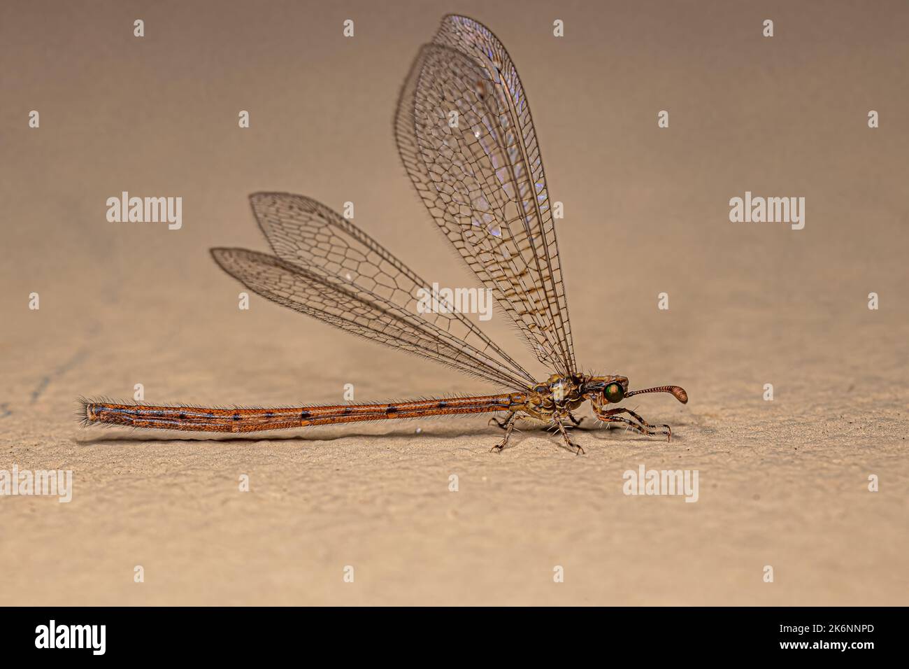 Insekt der erwachsenen Antlion der Familie Myrmeleontidae Stockfoto