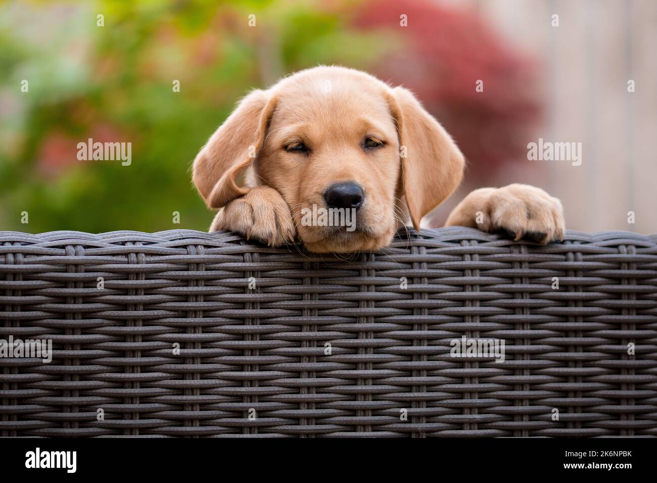 Labrador Hund / Welpe auf Rattanmöbeln Stockfoto