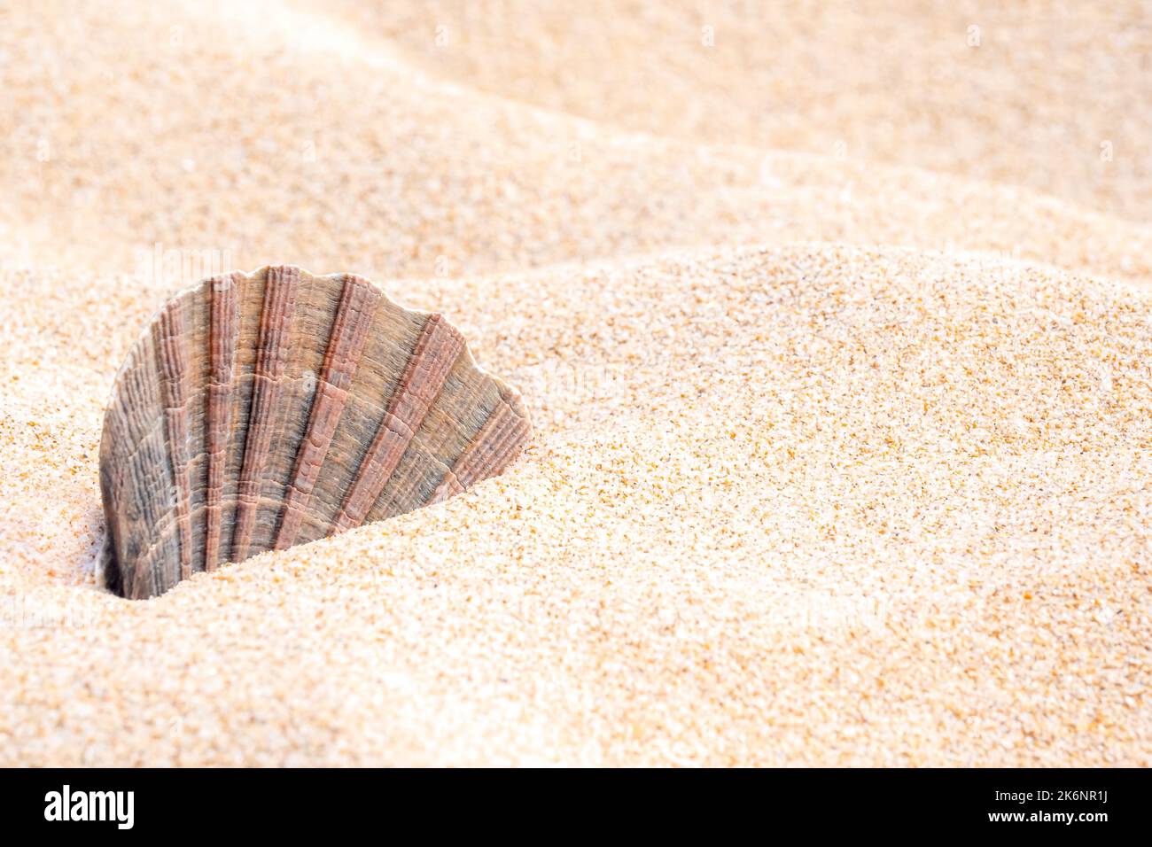 Nahaufnahme einer zerbrechlichen Muschel, die in einer beigefarbenen, feinkörnigen Sandoberfläche auf einer Sanddüne steckt, die in der Sommersaison mit Sonnenlicht beleuchtet ist. Stockfoto