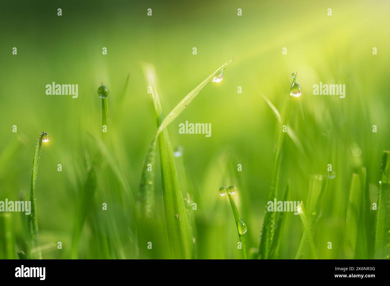 Makro von Regentropfen und Bokeh Hintergrund. Zusammensetzung der Natur. Stockfoto