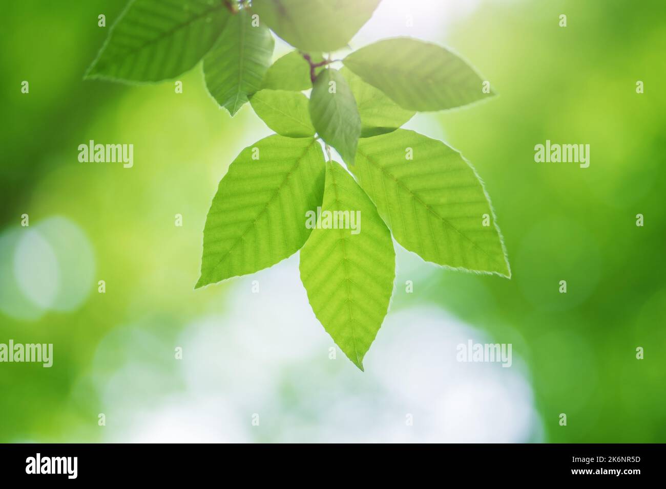 Frühlingsblatt von Buche und schönen Bokeh Hintergrund. Naturszene. Stockfoto