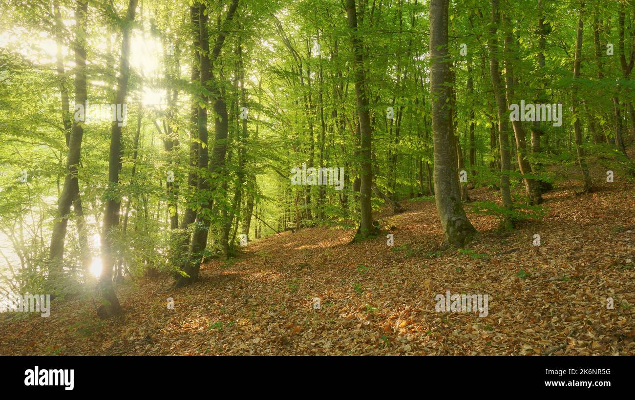 Tief im Bergwald. Naturlandschaft. Stockfoto