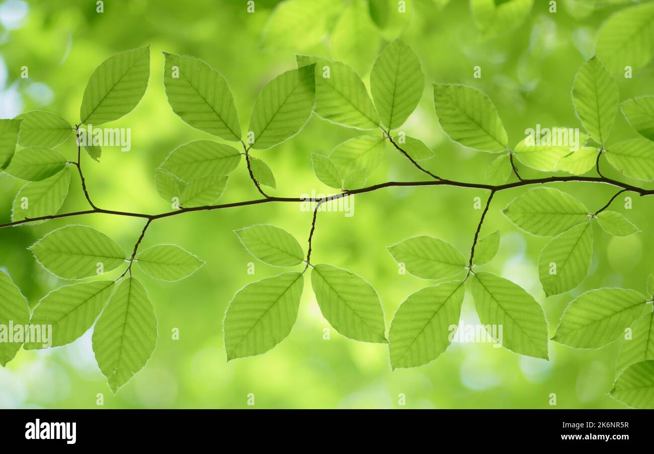 Frühlingsblatt von Buche und schönen Bokeh Hintergrund. Naturszene. Stockfoto