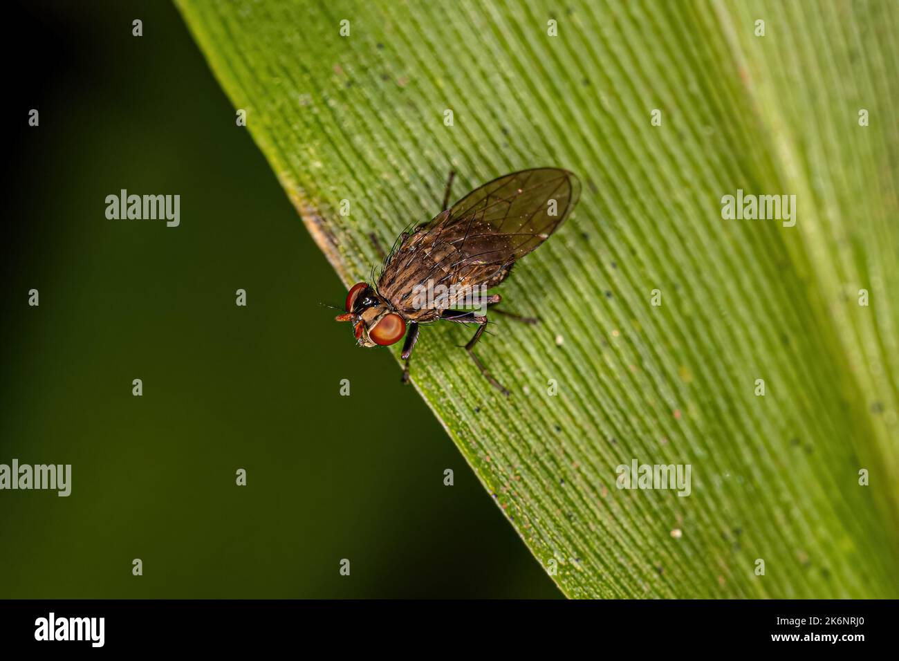 Landflug der Familie Ephydridae für Erwachsene Stockfoto