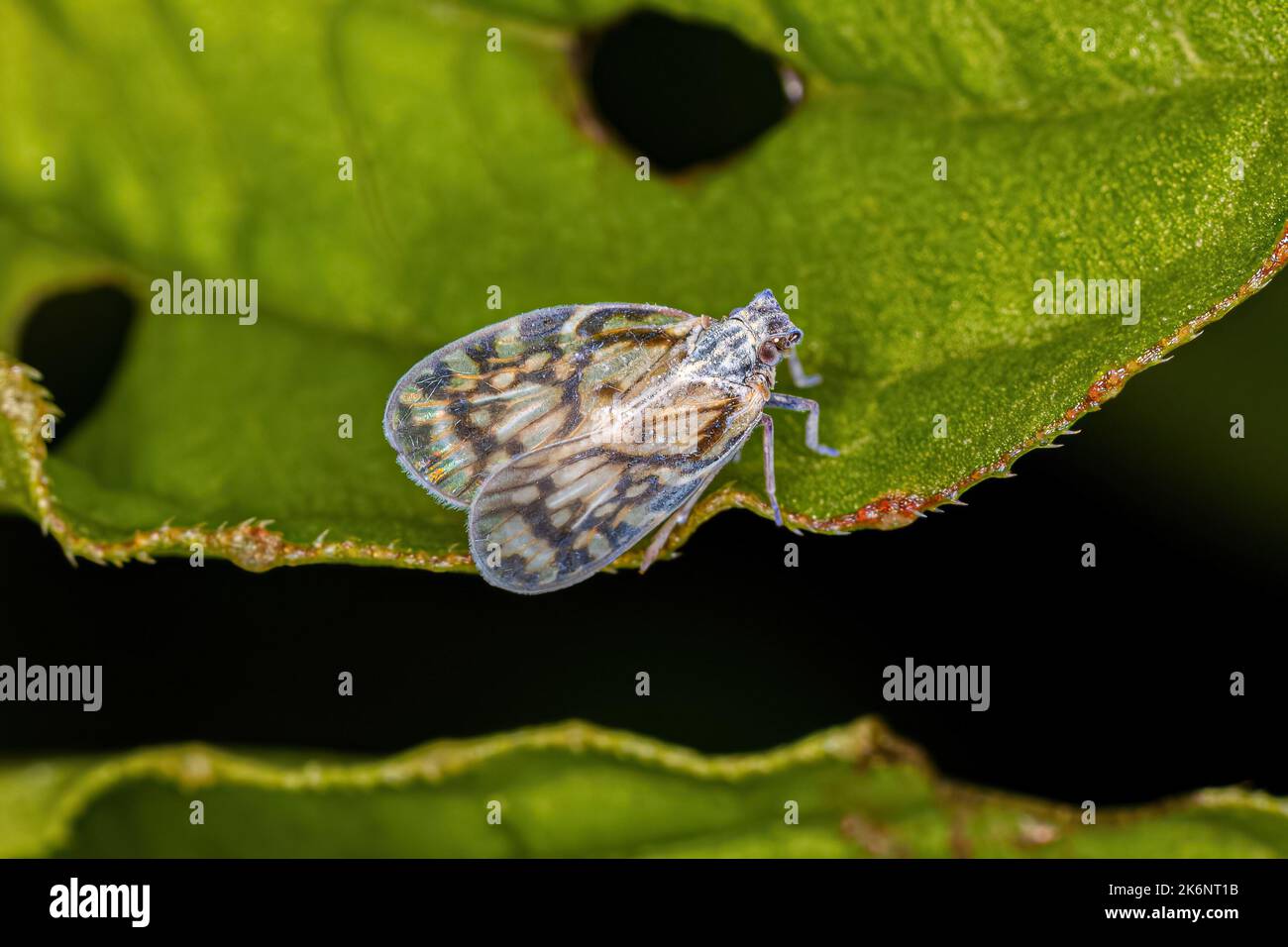 Erwachsene kleine Planthopper der Gattung Bothriocera Stockfoto
