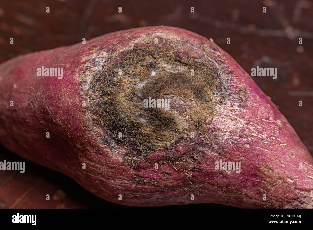 Süßkartoffel mit süß schmeckenden Tuberösen Wurzeln, die als Wurzelgemüse mit Pilzschäden verwendet werden Stockfoto