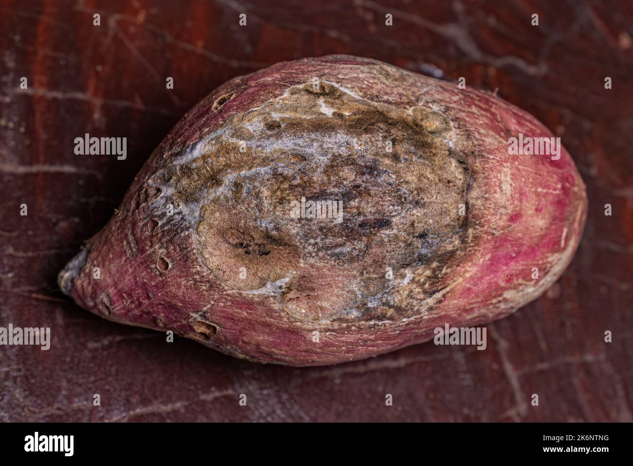 Süßkartoffel mit süß schmeckenden Tuberösen Wurzeln, die als Wurzelgemüse mit Pilzschäden verwendet werden Stockfoto