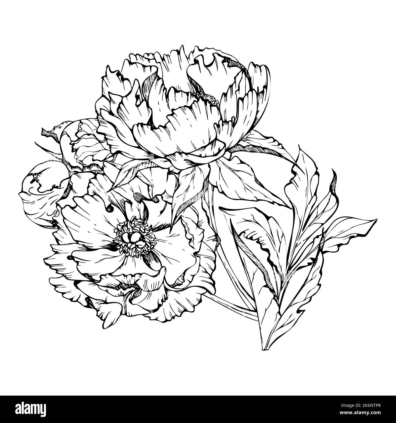 Handgezeichnetes Vektor-Bouquet mit Pfingstrosen-Blüten, Knospen und Blättern. Isoliert auf weißem Hintergrund. Design für Einladungen, Hochzeiten oder Grußformel Stock Vektor