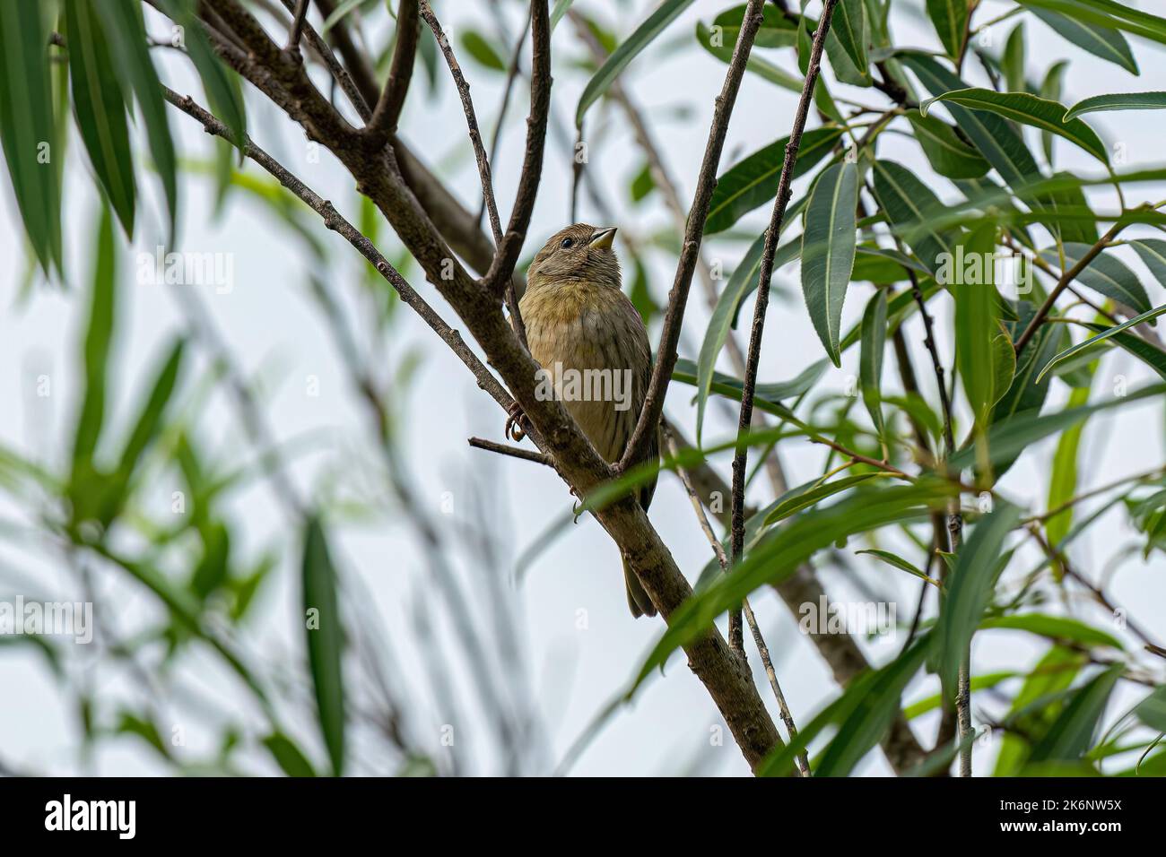Weiblicher Safranfink Vogel der Art Sicalis flaveola Stockfoto