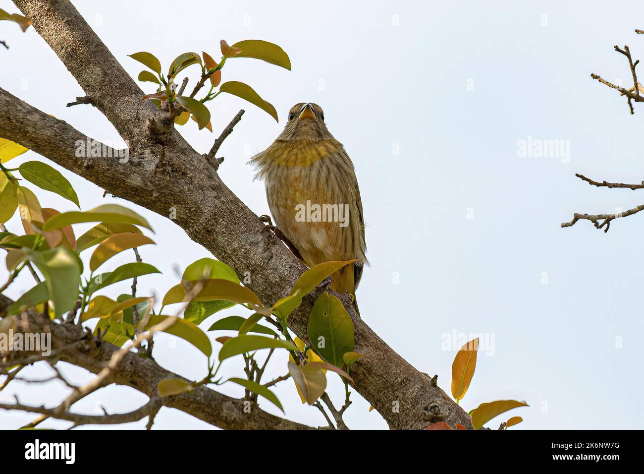 Weiblicher Safranfink Vogel der Art Sicalis flaveola Stockfoto