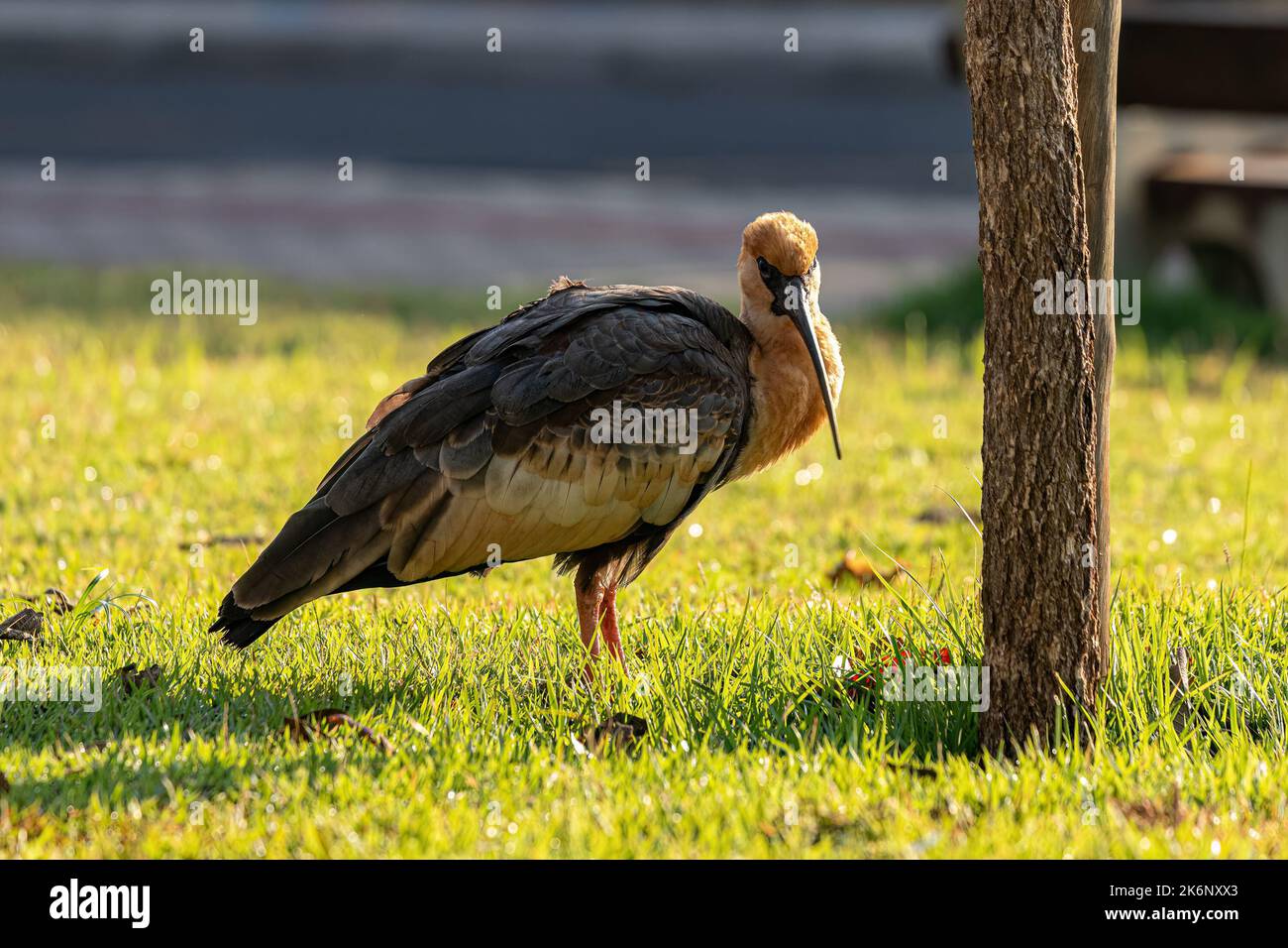 Buffhhalsiges Ibis der Art Theristicus caudatus Stockfoto