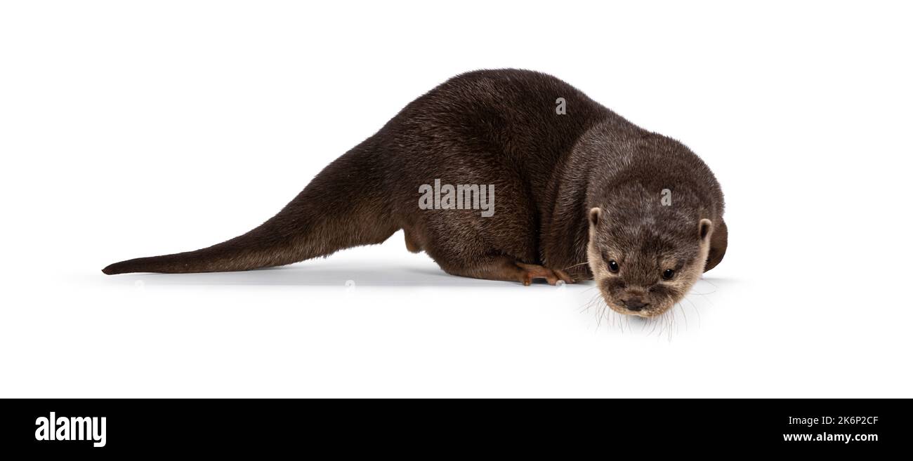 Niedliche junge asiatische kleine Krallenotter aka Aonyx cinerea, stehend Seitenwege am Rand. Blick vom Rand auf die Kamera. Isoliert auf einem weißen Backgrou Stockfoto