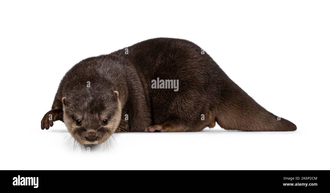 Niedliche junge asiatische kleine Krallenotter aka Aonyx cinerea, stehend Seitenwege am Rand. Blick vom Rand auf die Kamera. Isoliert auf einem weißen Backgrou Stockfoto