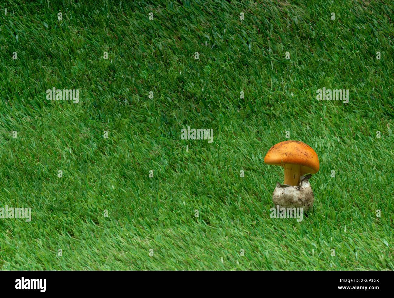 Grashintergrund mit einem Königskeipilz daneben Stockfoto