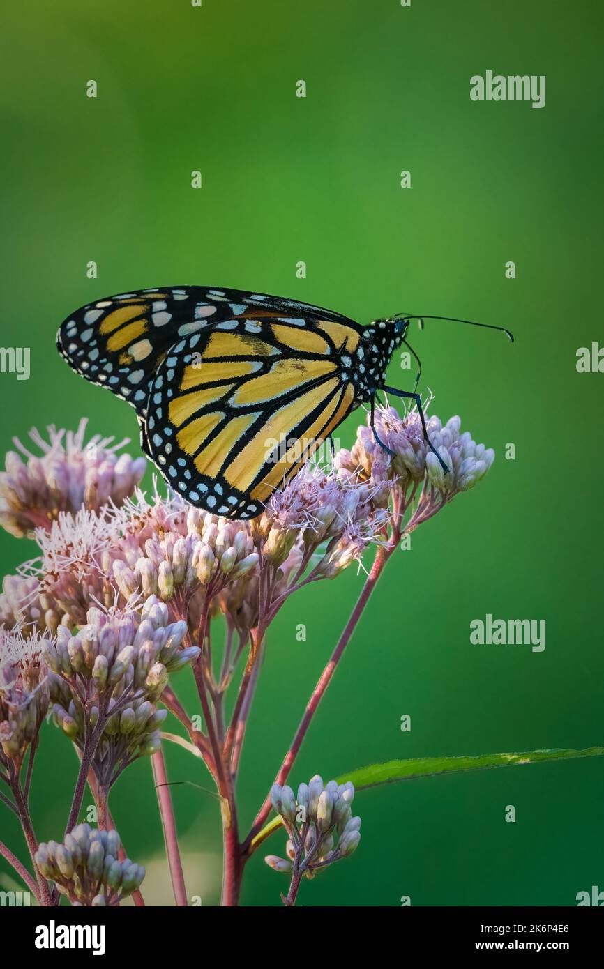 Ich fotografierte diesen Monarch-Schmetterling auf einer Wanderung am frühen Morgen in einem Naturschutzgebiet entlang des Kangaroo Lake in der Nähe von Baileys Harbour in Door County WI. Stockfoto