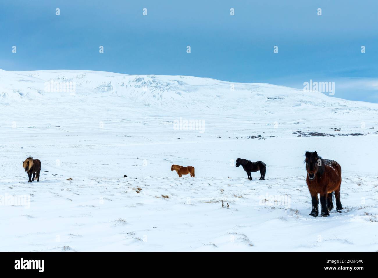 Winterlandschaft in der Nähe von Hvammstanga, Nordwestregion. Island, Europa. Stockfoto