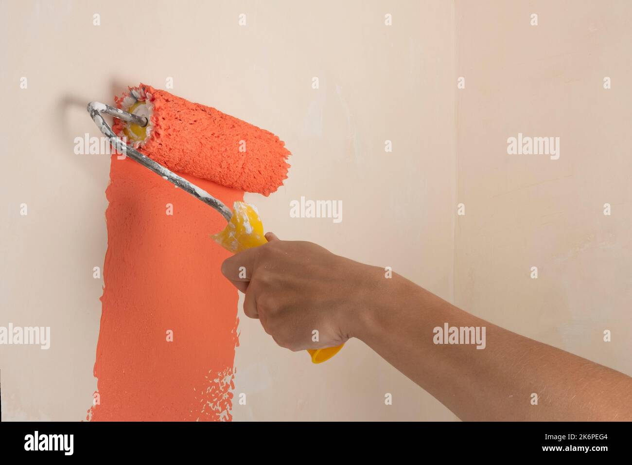 Die Wände in pfirsichfarbener Farbe mit einer Rolle bemalen, Renovierung im Zimmer. Stockfoto