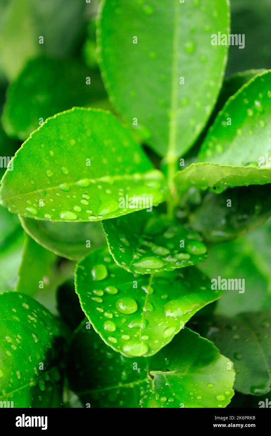 Ist die Schönheit der Natur nach dem Regen hört immer auf Stockfoto