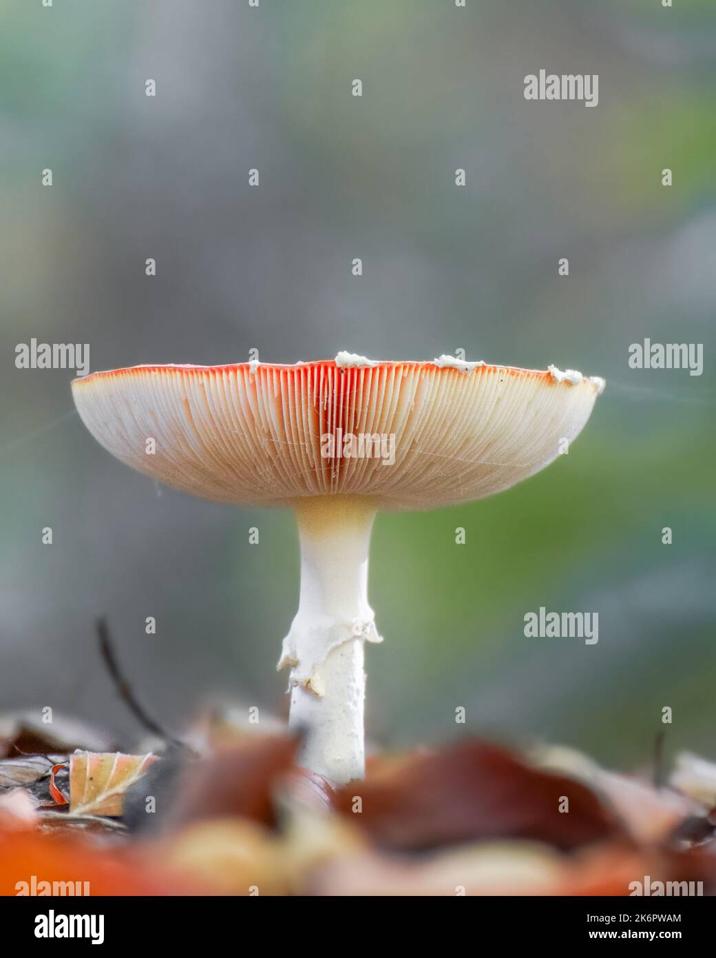 Rote und weiße Pilze (Fliegenagaric) mit verschwommenem Bokeh-Hintergrund Stockfoto