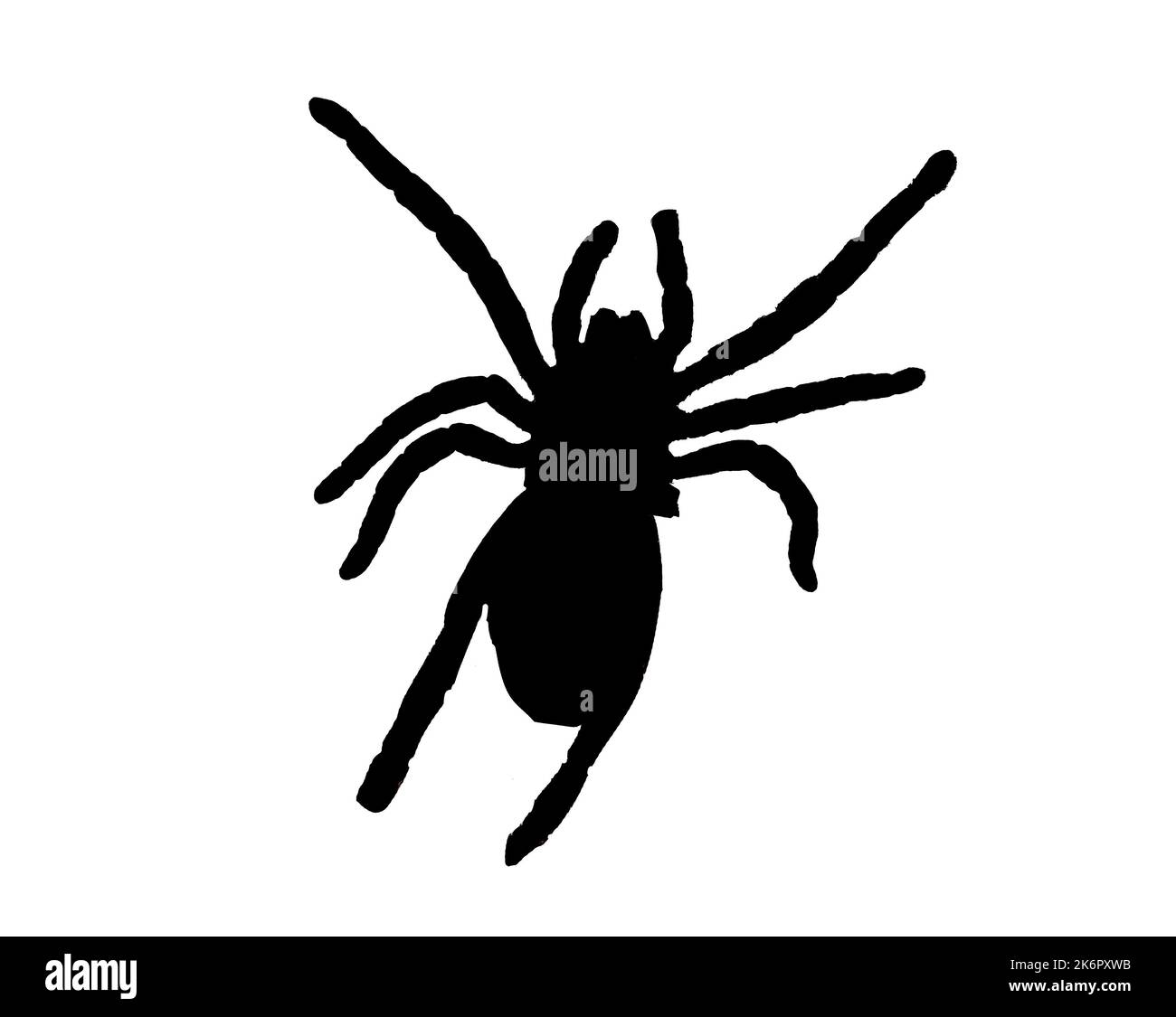 Große schwarze Spinne Silhouette auf weißem Hintergrund Stockfoto