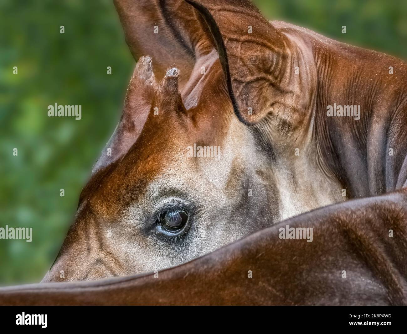 Anokapi (Okapia johnstoni), auch bekannt als Waldgiraffe, kongolesische Giraffe oder Zebragiraffe in ZooTampa im Lowry Park in Tampa, Florida, USA Stockfoto