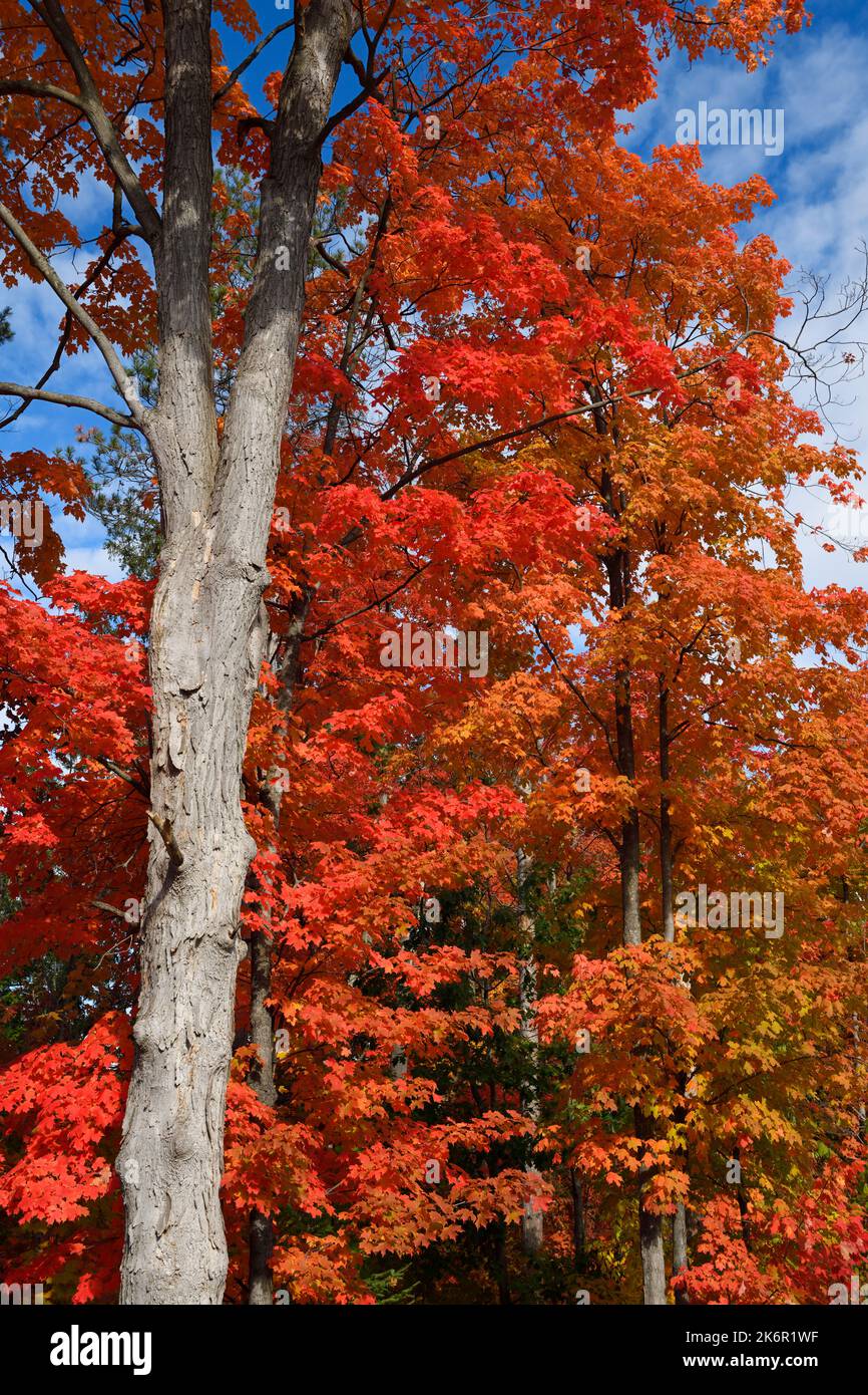 Rote Blätter auf Ahornbäumen in einem sonnigen Herbstwald mit blauem Himmel in Kanada Stockfoto
