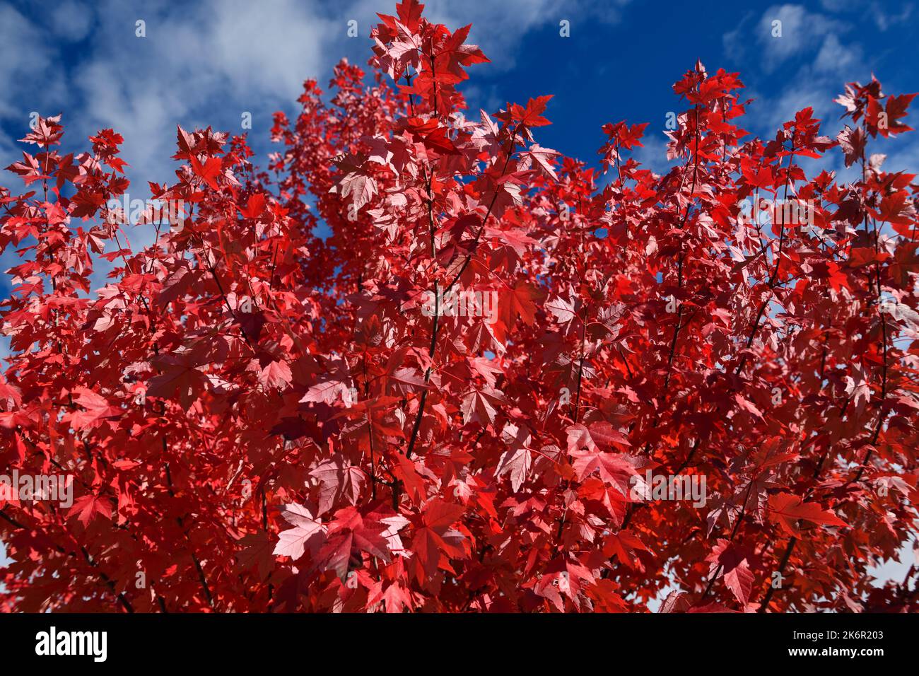Rote Ahornblätter auf Baum im Herbst mit blauem Himmel in Kanada Stockfoto