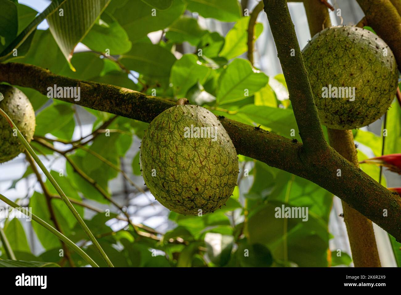 Die Frucht von wildem Süßstoff oder goldenem Apfel (Annona mucosa) Stockfoto