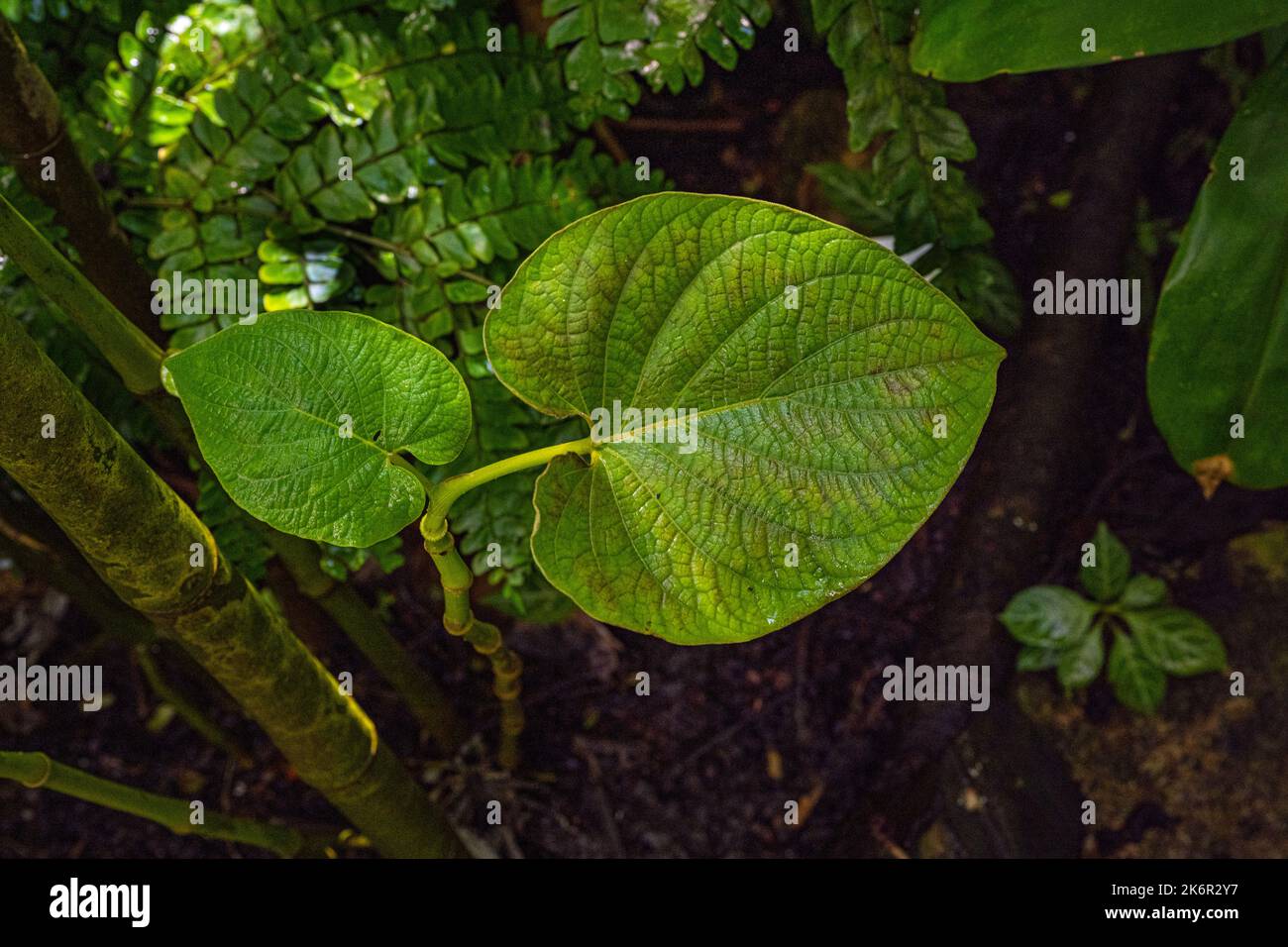 Hoja Santa-Pflanze (Piper auritum oder Piper Sanctum). Botanischer Garten Kit Karlsruhe, Baden Württemberg, Deutschland, Europa Stockfoto