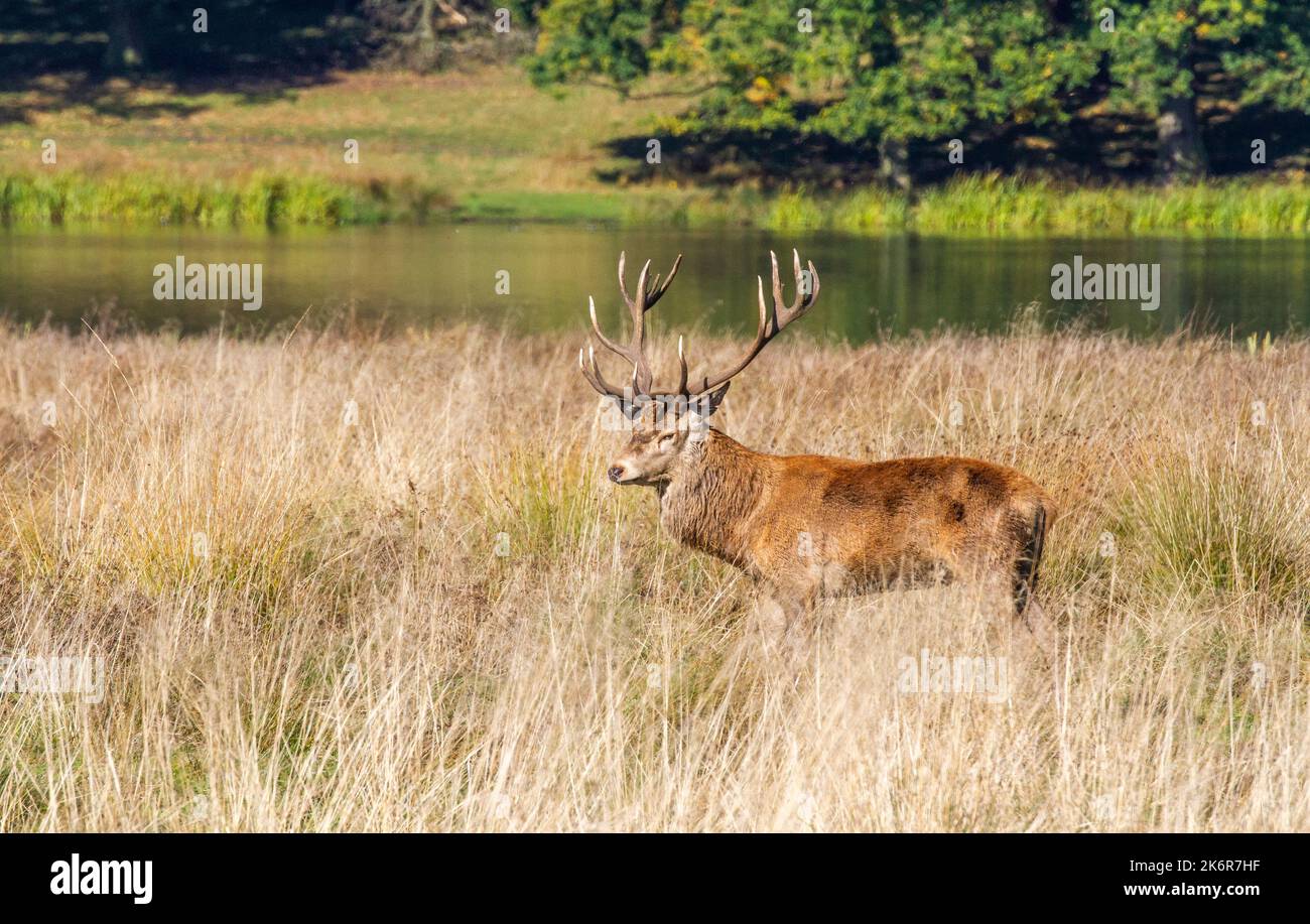 Rothirsch Cervus elaphus während der Brunftzeit im National Trust Tatton Park Knutsford-Park in der Grafschaft Keshire England Stockfoto